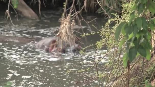 Бегемот Плавает Наполовину Погруженный Воду — стоковое видео