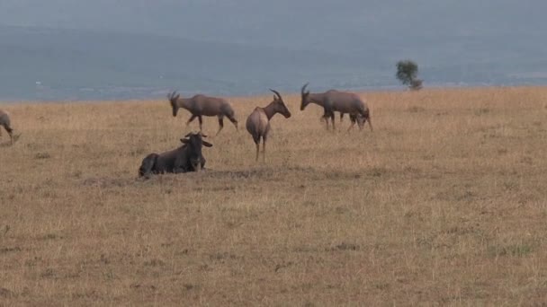 Les gnous pâturent et marchent sur la savane