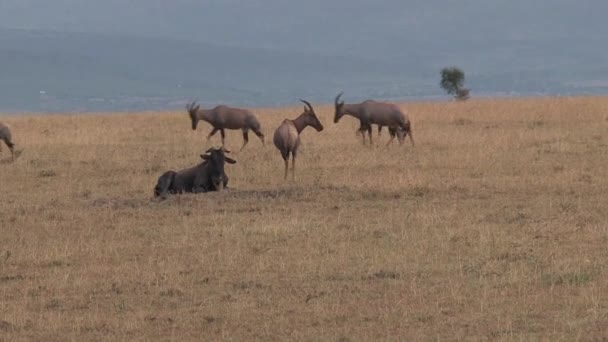 Wilde Beesten Grazen Wandelen Savanne — Stockvideo