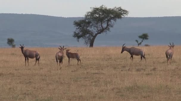 羚羊在草原上吃草和散步 — 图库视频影像