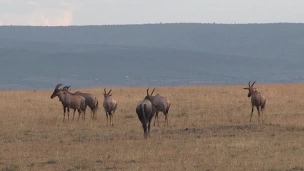 Antelope et un gnous broutant et marchant sur la savane