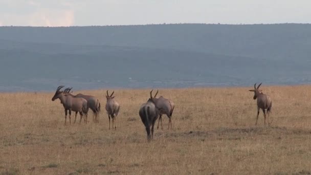 Antílope Pastando Caminando Sobre Sabana — Vídeos de Stock