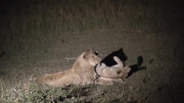 Pareja Leonas Luchando Por Noche — Vídeos de Stock