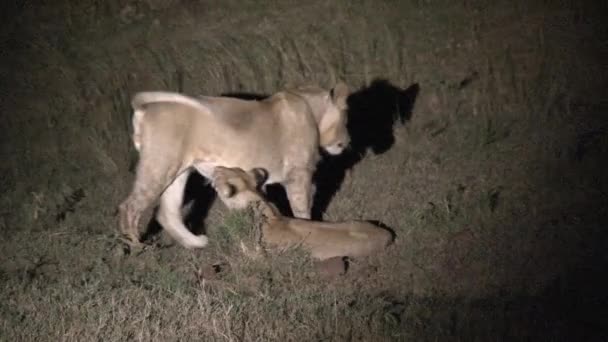 Bir Çift Dişi Aslan Geceleri Güreşiyor — Stok video