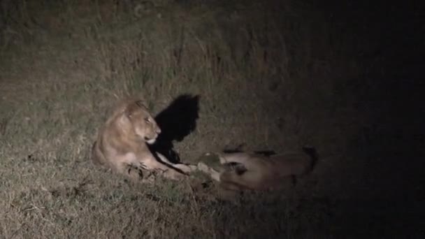 Een Paar Leeuwinnen Worstelen Nachts — Stockvideo