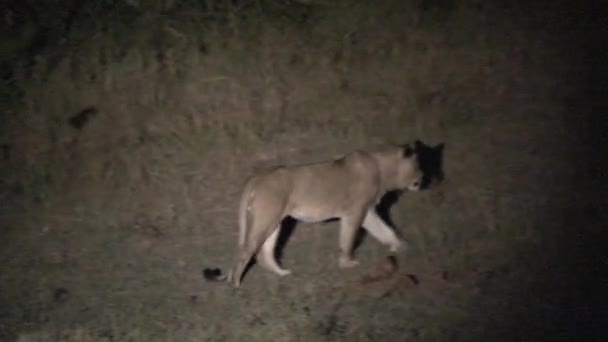 Lwica Spacerująca Samotnie Nocy — Wideo stockowe