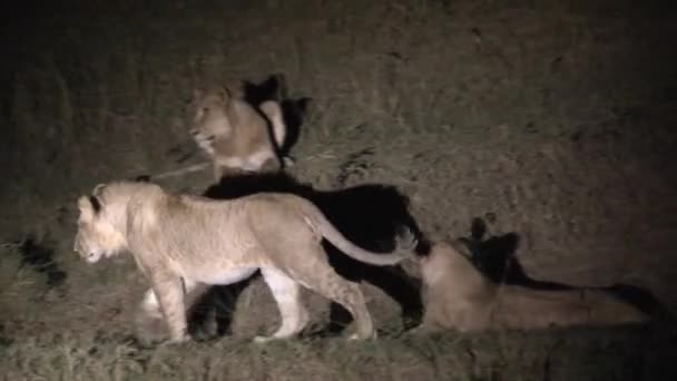 Lionesses Walking Resting Night — Stock Video