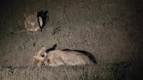 Pareja Leonas Luchando Por Noche — Vídeos de Stock