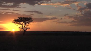 Savanada gün batımı