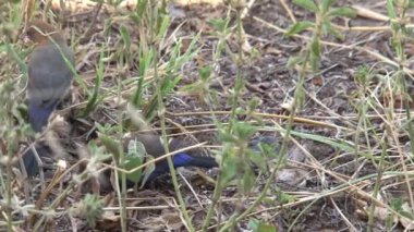 Blue Waxbill otların arasında yiyecek arıyor.