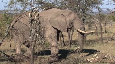 Yaşlı Afrika fili savanadaki bir ağaçtan yaprak yiyor.