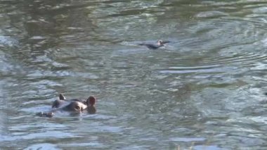 Suaygırı suda yüzüyor.