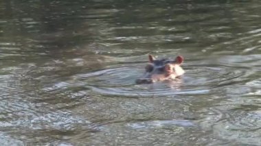 Suaygırı suda yüzüyor.