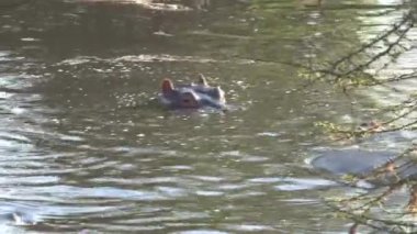 Suda yüzen su aygırı sürüsü