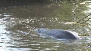 Suda yüzen su aygırı sürüsü