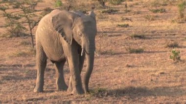Genç Afrika fili bozkırda otluyor.