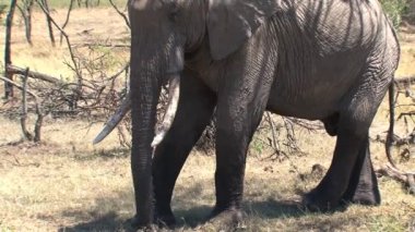 Afrika fili topraktan hortumuyla bakar.