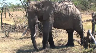 Afrika fili topraktan hortumuyla bakar.