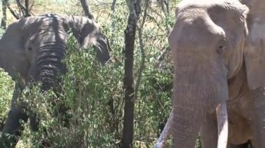 Bir çift Afrika fili ağaç tepesinden yemek yiyor.