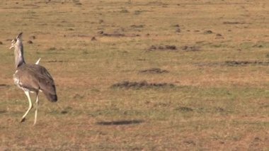 Kori Bustard bozkırda yürüyor