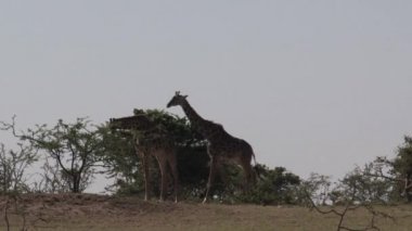 Bir çift zürafa bozkırda yürüyor.