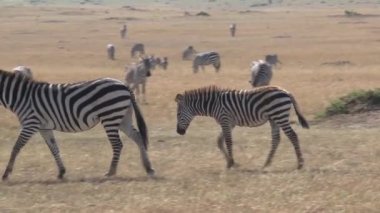 Zebra sürüsü bozkırda otluyor.