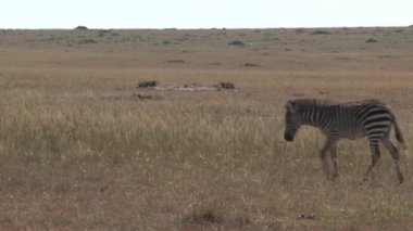 Zebra sürüsü bozkırda yürüyor.