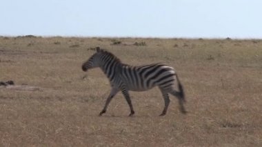 Zebra sürüsü bozkırda yürüyor.