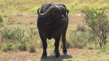 Afrika Bufaloları ovalarda otluyor.