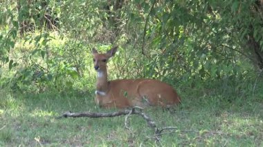 Antilop gölgede oturuyor bazı ağaçların altında