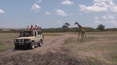 Bir cip dolusu turist bir zürafanın fotoğrafını çekiyor.