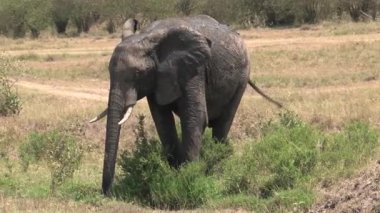 Çamurlu Afrika fili savanadaki bir su birikintisinden su içiyor.
