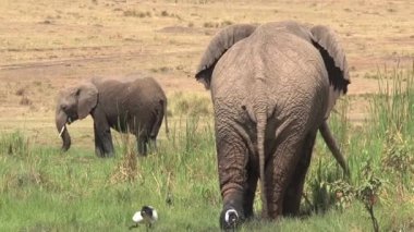 Bir çift Afrika fili bir su birikintisinde içip serinliyor.
