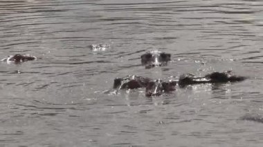 Suda yüzen su aygırı sürüsü