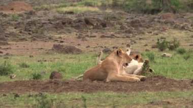 Aslan sürüsü bozkırda dinleniyor