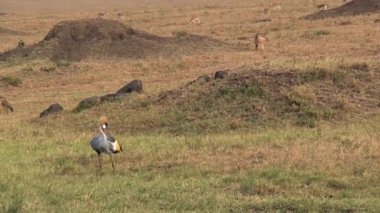 Gri Taçlı Turna ve Çakal bozkırda yiyecek arıyorlar.