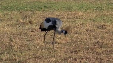 Gri Taçlı Turna bozkırda yiyecek arıyor.