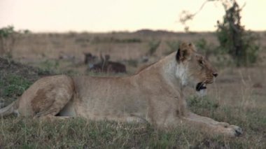 Dişi aslan ovada dinleniyor.