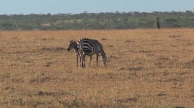 Zebra kısrak ve tay bozkırda yürüyor.