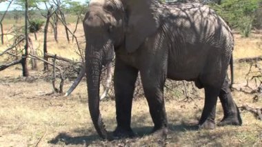 Afrika fili topraktan hortumuyla bakar.