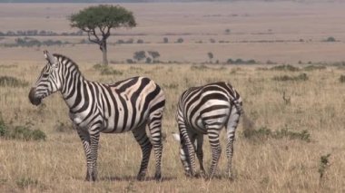 Bir çift Zebra bozkırda yürüyor