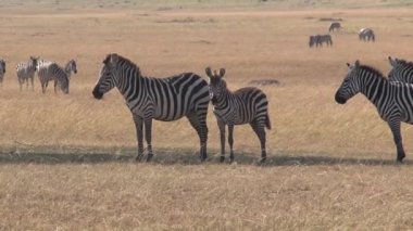 Zebra sürüsü bozkırda otluyor.