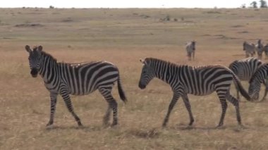 Zebra sürüsü bozkırda yürüyor.