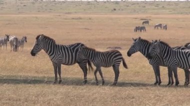 Zebra sürüsü bozkırda otluyor.