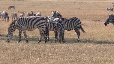 Zebra sürüsü bozkırda otluyor.