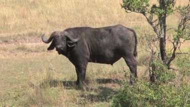 Afrika Bufalosu savanadaki bir ağacın altında duruyor.