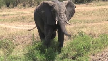 Çamurlu Afrika fili savanadaki bir su birikintisinden su içiyor.