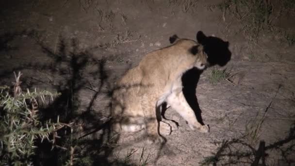 Bir Çift Dişi Aslan Geceleri Güreşiyor — Stok video