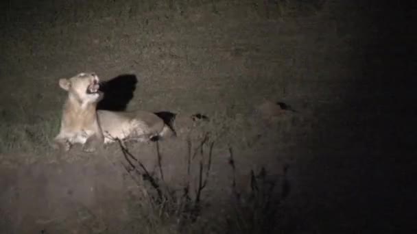 女狮子座在夜里独自休息 — 图库视频影像