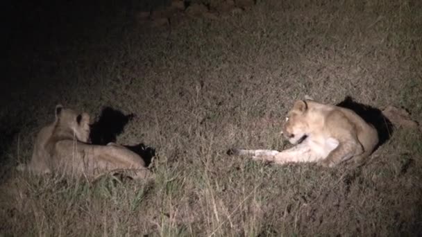 Pair Lionesses Resting Night — Stock Video